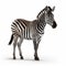 Realistic Zebra Rendering On White Background By John Wilhelm