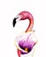 Realistik pink flamingo with calla flower. Hand drawn watercolor illustration isolated on white background. Exotic tropical bird.