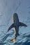 In the Realm of the Oceanic Whitetip: A Vertical Gaze at the Graceful Female Shark