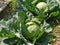 Reaping cabbage planst in a kitchen garden