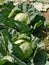 Reaping cabbage planst in a kitchen garden