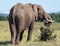 Rear of African elephant, photographed at Knysna Elephant Park in the Garden Route, Western Cape, South Africa