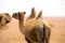 Rear Bactrian Double Hump Camel Gobi Desert