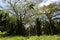 Rear blue sky over rain forest