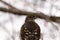 Rear closeup of brown hawk perching on the tree with blurred background