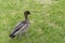Rear closeup of a grey, domestic duck walking on the grass