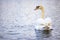 Rear closeup of a swan swimming in water blurred background