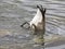 Rear end of a Canada Goose duck water pond