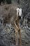 Rear End of a Mule Deer Showing the Black-tipped Tail and white Rump Patch