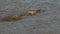 Rear overhead view of a large crocodile swimming in the mara river