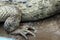 The rear paw of the American Caiman (crocodile) closeup,