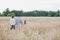 Rear photograph of a loving young family walking through a corn field during summer holding hands