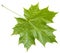 Rear side of fresh green maple leaf isolated