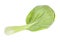Rear side of leaf of bok choy Chinese cabbage