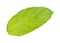 rear side of wet fresh green leaf of mint herb