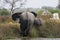 Rear view of African Elephants in the Delta