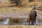 Rear view african elephants in Etosha