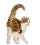 Rear view of an American Curl kitten, 3 months old