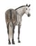 Rear view of an Andalusian, 7 years old, looking back, also known as the Pure Spanish Horse or PRE