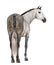 Rear view of an Andalusian, 7 years old, looking right, also known as the Pure Spanish Horse or PRE