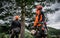 Rear view of arborist men with chainsaw cutting a tree, planning.