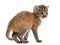 Rear view of an Asian golden cat, Pardofelis temminckii, 4 weeks old