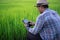 Rear view of Asian smart farmer using digital tablet outdoors in green organic rice paddy field