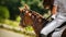 Rear view of a bay pony with a braided mane and a rider in the saddle in the park on a sunny summer day. Horse riding