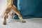 Rear view of a beagle puppy that looks out of the window with its tail raised curiously.