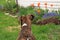 Rear view of a beautiful brindle boxer puppy, with spring blooms in background.