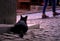 Rear view of a black cat watching street behind the wall.