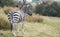 Rear view of black and white striped zebra photographed at Port Lympne Safari Park, Ashford, Kent UK