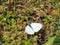 Rear view black-and-white-winged insect and gray body, on a flower, mollerussa, lerida, spain, europe