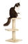 Rear view of a British longhair perched on top of a cat tree