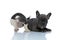 Rear view of a cheerful French bulldog standing and playing