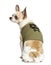 Rear view of a Chihuahua sitting and wearing a green sweater with skull