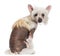 Rear view of Chinese Crested dog looking at camera against white