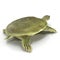 Rear view Chinese soft-shelled turtle on white. 3D illustration