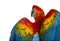 Rear view close-up of a Scarlet Macaw its wings deployed (4 year