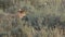 Rear view of a coyote eating in the lamar valley of yellowstone national park