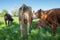 Rear view of a dairy cow seen with a small heard on lush pasture.