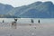 Rear view of a dog alone on smooth wet beach sand looking out to sea and people