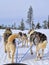 Rear view of dogs sledding on snow covered landscape against clear sky in forest