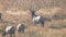 rear view of an elk bull approaching cows in yellowstone