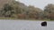 Rear view of a Galloway cattle standing in the water of a lake, birds swimming and flying