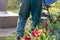 Rear view of gardener in green overall pushing lawnmower