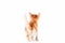 Rear view of a ginger kitten on a white background