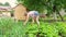 Rear view. girl cut dill in garden. gardening.