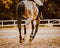 A rear view of a gray horse with shod hooves and a rider in the saddle, which gallops quickly through the sandy arena on an autumn