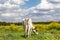 Rear view of a grazing cow in a meadow with blossom brassica rapa, yellow field flowers and a blue sky in the Netherlands